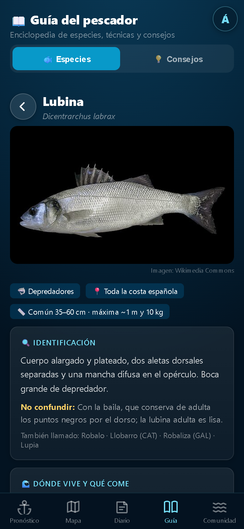 Enciclopedia de MiPesca: ficha de la lubina con identificación, hábitat, cebos y técnicas